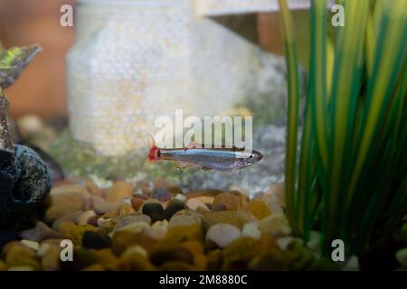 White cloud fish tank hi-res stock photography and images - Alamy