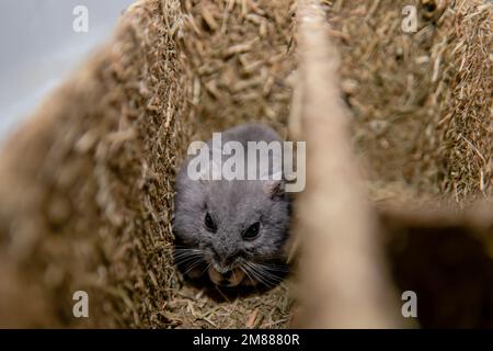 Sapphire steel blue-grey dwarf hamster eating and grooming in hay maze Stock Photo