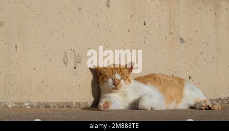 A white-red cat lying on the street in clear weather, a street cat, a stray animal, a pet. Stock Photo