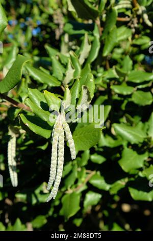 Garrya elliptica, silk-tassel bush; evergreen shrub and flowering plant in the Garryaceae family, native to coastal California and Southern Oregon. Stock Photo