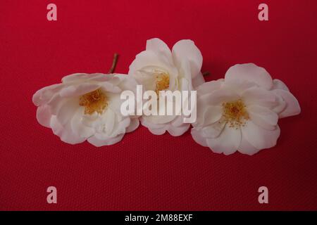 Line of three beautiful delicate white roses with yellow stamens on magenta cloth background Stock Photo