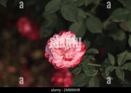 Pink Rose flower with raindrops on background pink roses flowers. Nature. Stock Photo