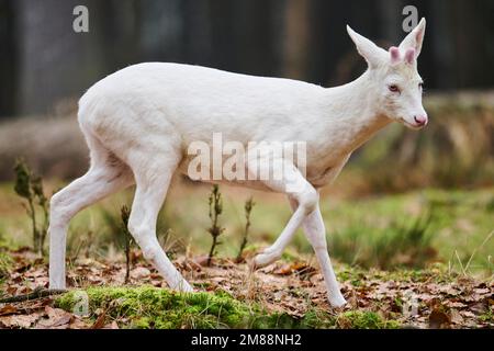 Roe deer (Capreolus capreolus) albino buck in a forest, Bavaria, Germany, Europe Stock Photo