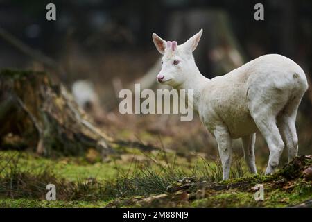 Roe deer (Capreolus capreolus) albino buck in a forest, Bavaria, Germany, Europe Stock Photo