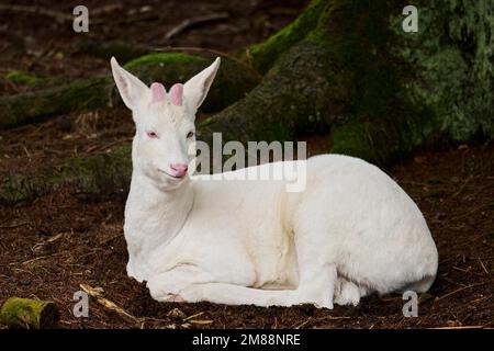 Roe deer (Capreolus capreolus) albino buck in a forest, Bavaria, Germany, Europe Stock Photo