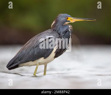 Adult Tri-colored heron (egretta tricolor) wading in brackish water on overcast morning in Florida, USA Stock Photo