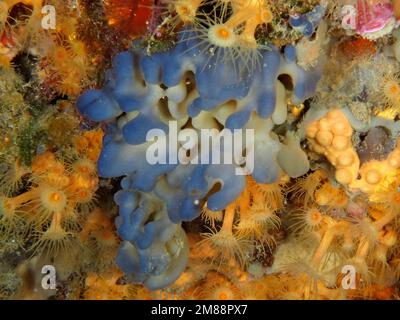 Blue flesh sponge (Oscarella lobularis) marine sponge. Dive site Marine Reserve Cap de Creus, Rosas, Costa Brava, Spain, Mediterranean Sea, Europe Stock Photo