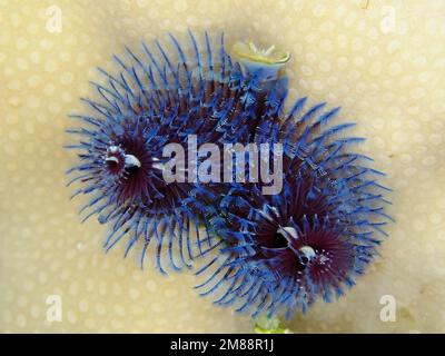 Blue christmas tree worm (Spirobranchus giganteus) . Dive site St. Johns, Red Sea, Egypt, Africa Stock Photo