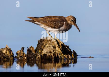 Adult Spotted sandpiper (actitis macularius) in non breeding plumage standing on oyster reef in Florida, USA Stock Photo