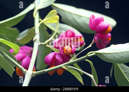 Common spindle bush, european spindle (Euonymus europaeus), fruits and seeds, Germany Stock Photo