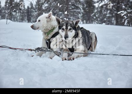 Dog sledge having a stop, resting dogs Stock Photo