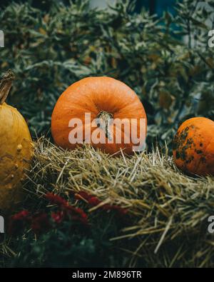 A bunch of various shaped pumpkins on hay bales - autumn setting Stock Photo
