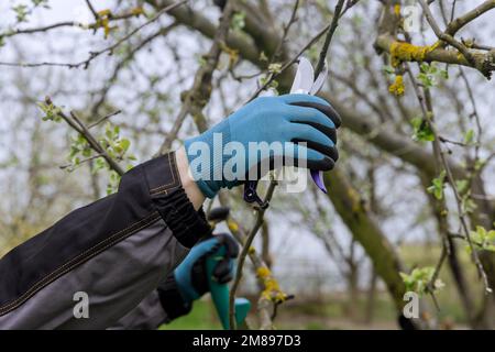 As spring approaches, men use pruning shears to cut a branch from a fruit tree. Stock Photo