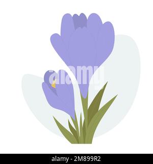 Crocus flower. First spring blooming purple saffron with leaves. Vector illustration. Stock Vector