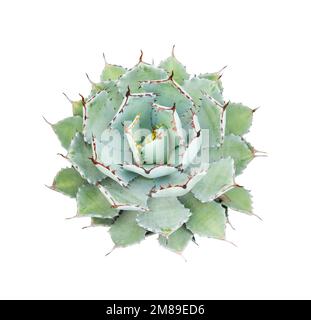 Agave plant isolated on white Stock Photo