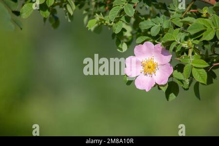 Wild rose flower close-up. Copy space on blurred background under leaves and flower. Stock Photo