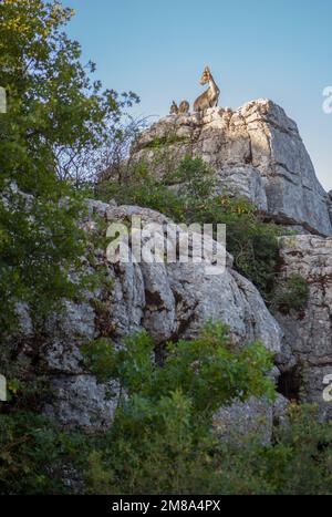 Wild goats on the rocks of La Sierra Del Torcal de Antequera National Park, Malaga, Spain. Mother and son Stock Photo