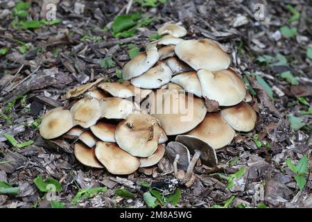 Agrocybe praecox, known as the Spring Fieldcap, wild mushroom from Finland Stock Photo