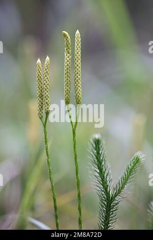 Common club moss, Lycopodium clavatum, also known as stag's-horn clubmoss, running clubmoss or ground pine, wild plant from Finland Stock Photo