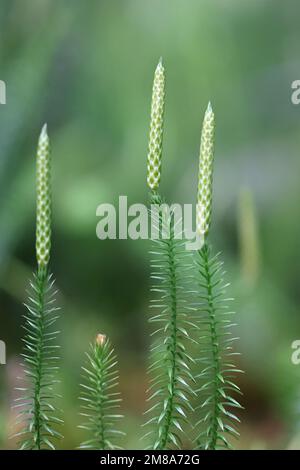 Spinulum annotinum, also called Lycopodium annotinum, commonly known as interrupted club-moss or stiff clubmoss, wild plant from Finland Stock Photo