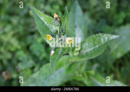 Spiny Milk-thistle, Sonchus asper, also known as Prickly sow-thistle or Spiny sowthistle, wild flowering plant from Finland Stock Photo