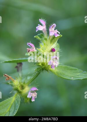 Bifid Hemp-nettle, Galeopsis bifida, wild flowering plant from Finland Stock Photo