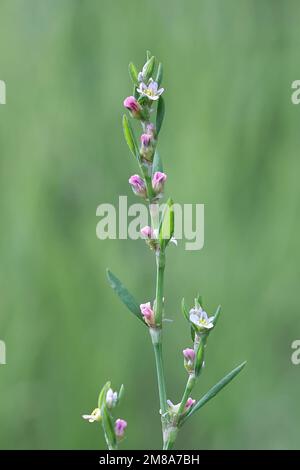 Common Knotgrass, Polygonum aviculare, also known as prostrate knotweed, birdweed, pigweed or lowgrass, wild plant from Finland Stock Photo