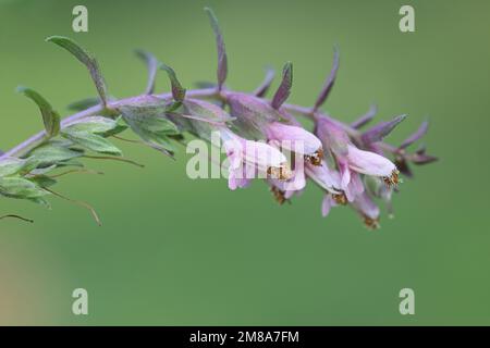 Red Bartsia, Odontites vulgaris, wild flowering plant from Finland Stock Photo