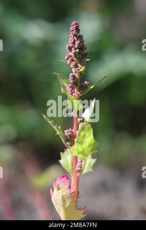 Oxybasis rubra, also called Chenopodium rubrum, commony known as Red Goosefoot or Coastblite goosefoot, wild plant from Finland Stock Photo
