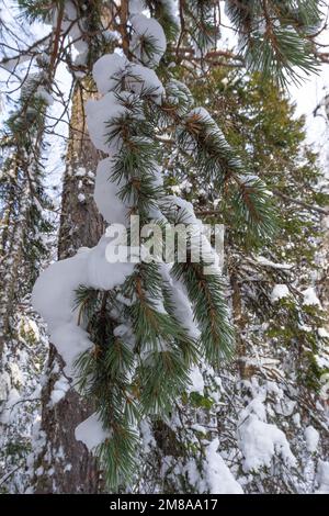 Branches of spruce pine covered with the first fluffy snow on the street, vertical frame. Beautiful snow-covered trees in the forest in winter. Stock Photo