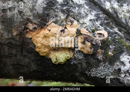 Fuligo luteonitens, slime mold from Finland, no common English name Stock Photo