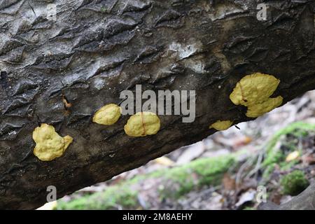 Fuligo luteonitens, slime mold from Finland, no common English name Stock Photo
