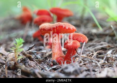 Hygrocybe miniata, also called Hygrophorus miniatus, commonly known as vermilion waxcap, wild mushroom from Finland Stock Photo