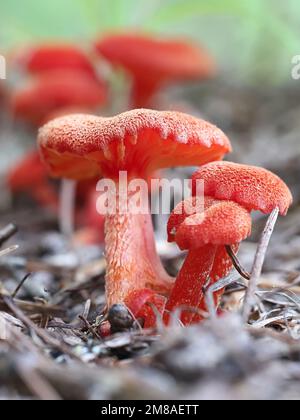 Hygrocybe miniata, also called Hygrophorus miniatus, commonly known as vermilion waxcap, wild mushroom from Finland Stock Photo