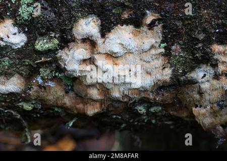 Rhodonia placenta, pink polypore fungus from Finland, no common English name Stock Photo