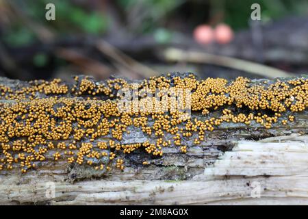 Trichia varia, slime mold from Finland, no common English name Stock Photo