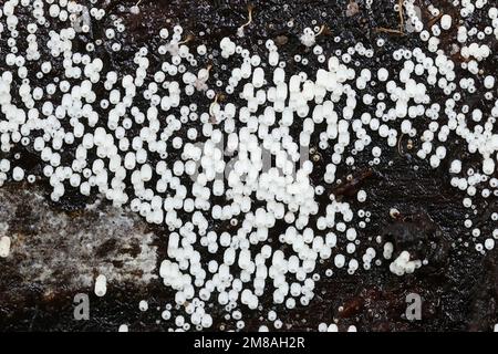 Henningsomyces candidus, commonly known as White Tubelet, wild fungus from Finland Stock Photo