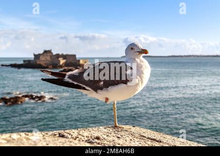 This is a seagull standing on one leg against the background of the sea coast. Stock Photo