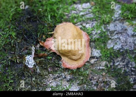 Fuligo leviderma, a plasmodial slime mold from Finland, no common English name Stock Photo
