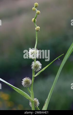 Unbranched Bur-reed Sparganium emersum, also called European bur-reed, wild aquatic plant from Finland Stock Photo