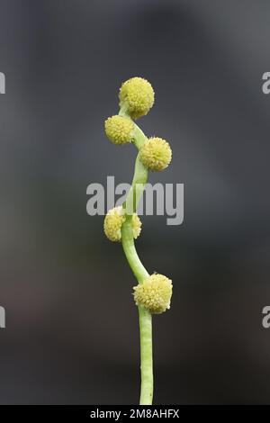 Unbranched Bur-reed Sparganium emersum, also called European bur-reed, close-up of spherical clusters of stamens Stock Photo