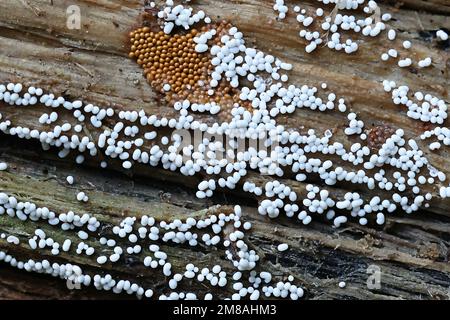 Trichia varia (white) and Trichia scabra (ochre), two slime mold species growing on wood, no common English names Stock Photo