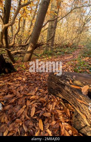 Natures chaos; natural environmental patterns formed by shapes in an ancient woodland Stock Photo