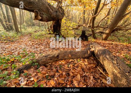 Natures chaos; natural environmental patterns formed by shapes in an ancient woodland Stock Photo