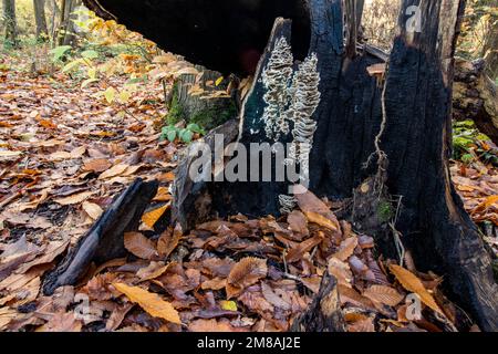 Natures chaos; natural environmental patterns formed by shapes in an ancient woodland Stock Photo