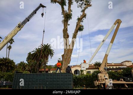 Montecito, California, U.S.A. 12th Jan, 2023. Two cranes and tree service experts work diligently at the Four Seasons Biltmore Hotel in cutting down all their giant Eucalyptus trees as a safety measure after one came crashing down on the luxury resort property and across Olive Mill Road. The beautiful palm trees will remain. (Credit Image: © Amy Katz/ZUMA Press Wire) EDITORIAL USAGE ONLY! Not for Commercial USAGE! Stock Photo