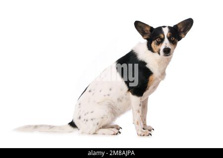 Cute mixed breed dog sitting laterally on white background Stock Photo