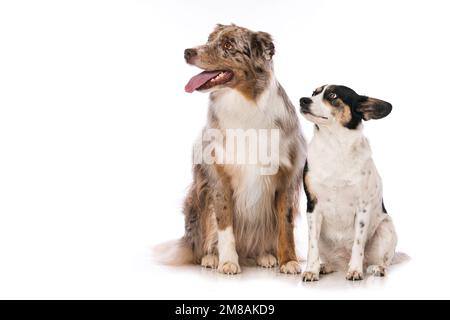 Two dogs sitting side by side on white background and looking to the camera Stock Photo