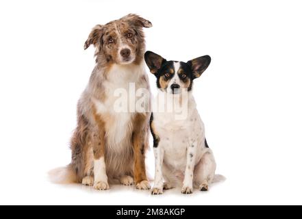 Two dogs sitting side by side on white background and looking to the camera Stock Photo