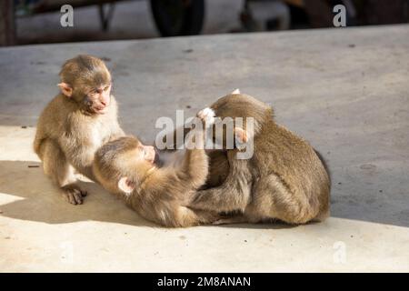 Monkey Park in Beppu, Japan Stock Photo